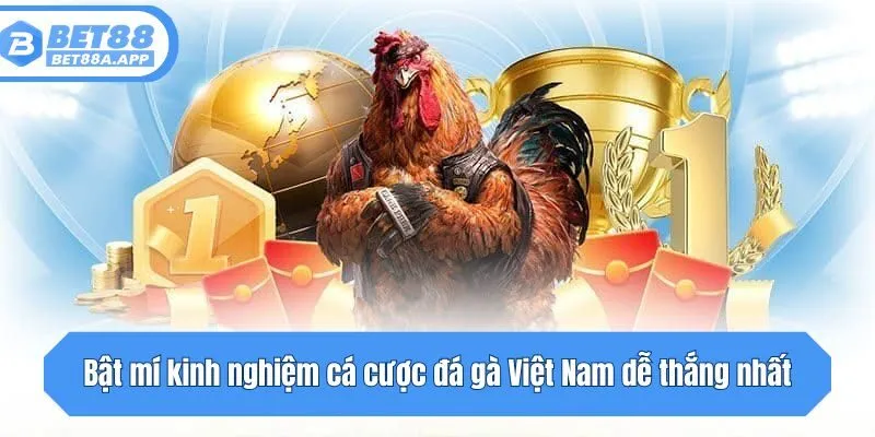 Bật mí kinh nghiệm cá cược đá gà Việt Nam dễ thắng nhất