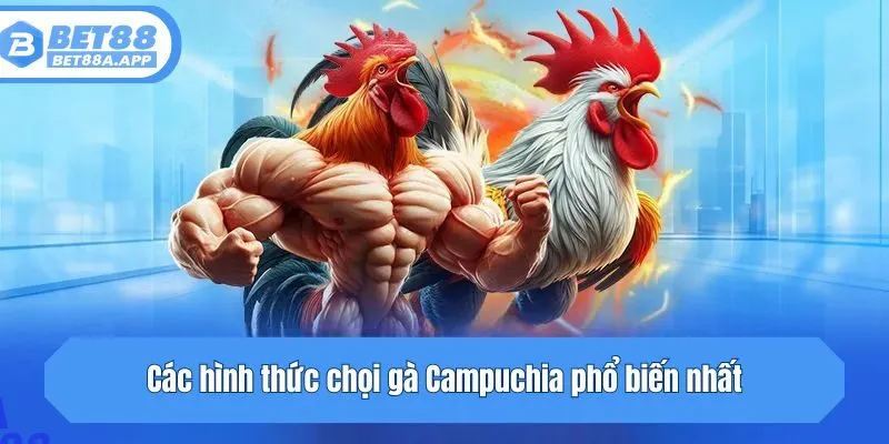 Các hình thức chọi gà Campuchia phổ biến nhất