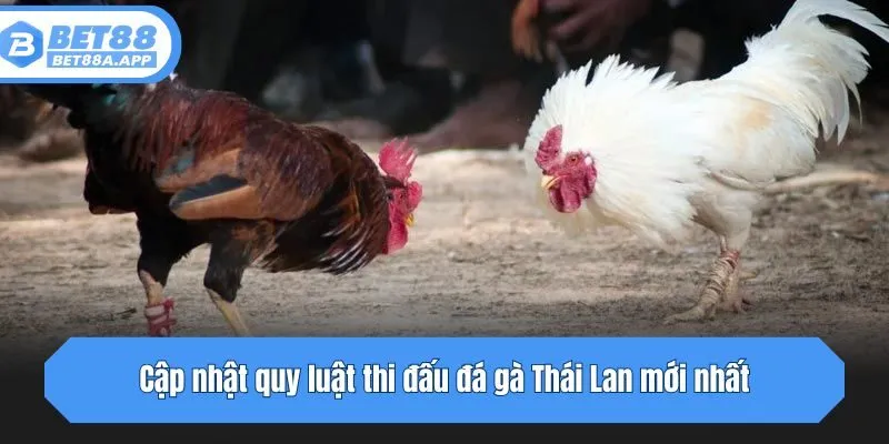Cập nhật quy luật thi đấu đá gà Thái Lan mới nhất