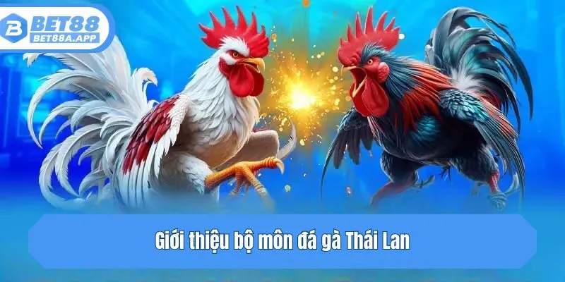 Giới thiệu bộ môn đá gà Thái Lan