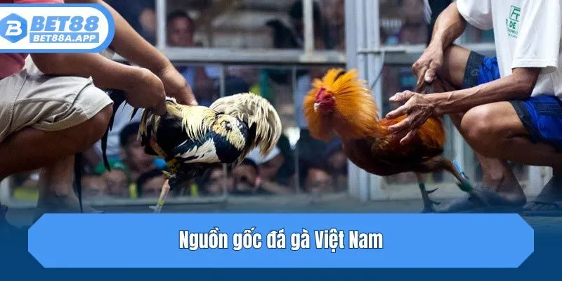 Nguồn gốc đá gà Việt Nam