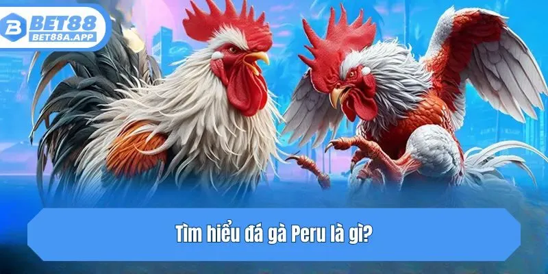 Tìm hiểu đá gà Peru là gì?