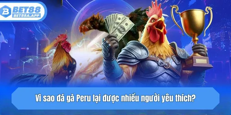 Vì sao đá gà Peru lại được nhiều người yêu thích?
