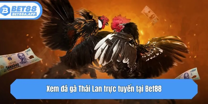 Xem đá gà Thái Lan trực tuyến tại Bet88